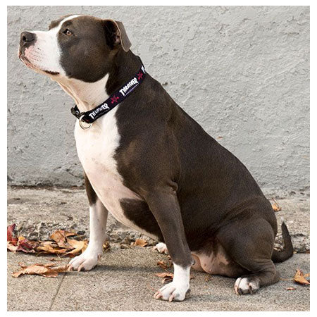 Thrasher Magazine Dog Collar - Image 3