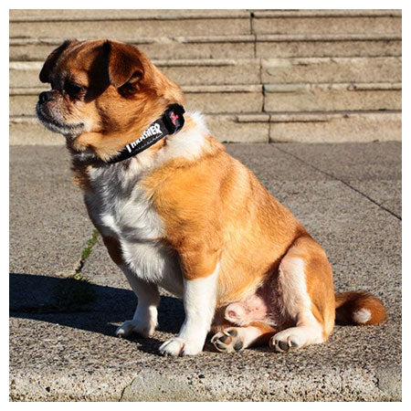Thrasher Magazine Dog Collar - Image 4